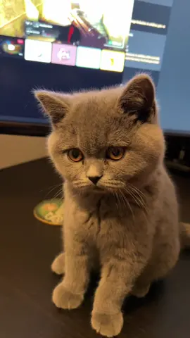 Wait for the slap 😂 #brutus #cat  #catsoftiktok #catlover #cats #catlife #kitten #britishshorthair 