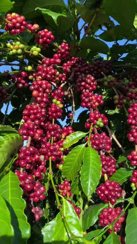 Cà phê chín để làm cà phê chất lượng. 🥰