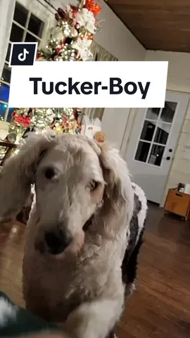 Tucker-boy is so spoiled.  Every night at this time, he starts his shenanigans.  He wont take no for an answer.  and always gets his treat. #spoiledpet #goodestboy #fyp #fypシ #babyboy 