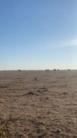 طوحلها ب الصوت وابطح ي نما 