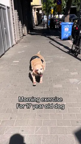 I am proud of you Chubb 🥹 #dog #foryou #labrador #goldenretriever #seniordog #old #fypシ 
