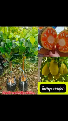 #ต้นขนุนแดงสุริยา #ต้นขนุนแดงสุริยาต้นเสียบยอดจ้า #ขนุนแดงสุริยา #ขนุน #tiktokshop #tiktokshopครีเอเตอร์ #สนใจกดตะกร้าเลยจ้า🧺 @Wenhuipa @Wenhuipa @Wenhuipa 