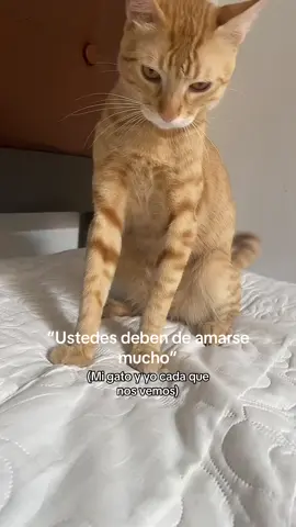 😡😡 #sunsethecat #gatonaranja #fyp #humor #lechatorange 