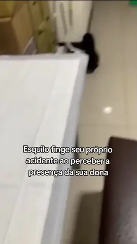 Animais são muito fofos e inteligentes #animal #animaisfofos #esquilo #foca #pato #rinoceronte #fofo 