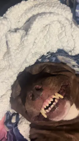 PITBULL MALTRATTATO 