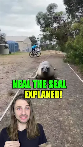 Neal the seal explaned!