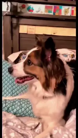 Funny and cute dog compilation 🤣  #funnydog #funnyanimal #doglover #dog #dogsoftiktok #cutedog 
