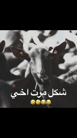 😂😂#منشن #اكسبلورexplore #ستوريات_متنوعه #الشعب_الصيني_ماله_حل😂😂 
