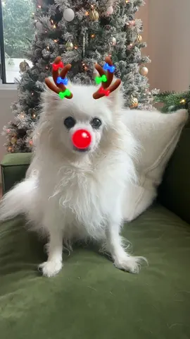 Merry Christmas from our little reindeer ❤️