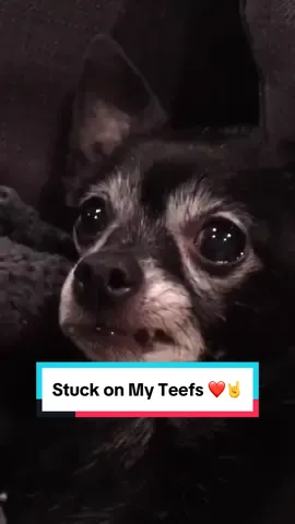 The original, from back in 2020 ❤️🤘#fyp #puppysongs #stuckonmyteefs 