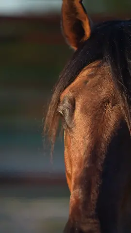 A presence like no other! 😎 . . #stallion #dualequis #quarterhorse #equine #horsesoftiktok #horses #handsome #tiktok #socialmedia #animals @EC Equine Marketing 