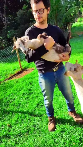 #cabritos🐑 sitio #video #vidanocampo #vidanaroça #vidanointerior #rurallife #natureza 