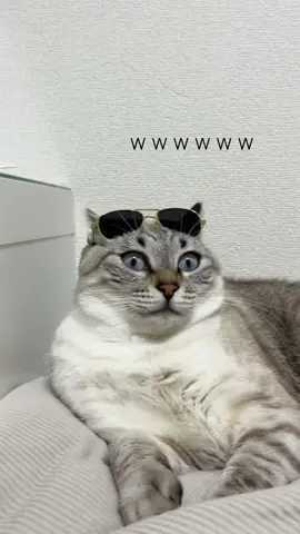 うちの変な猫みてください #ねこ　#様子がおかしい