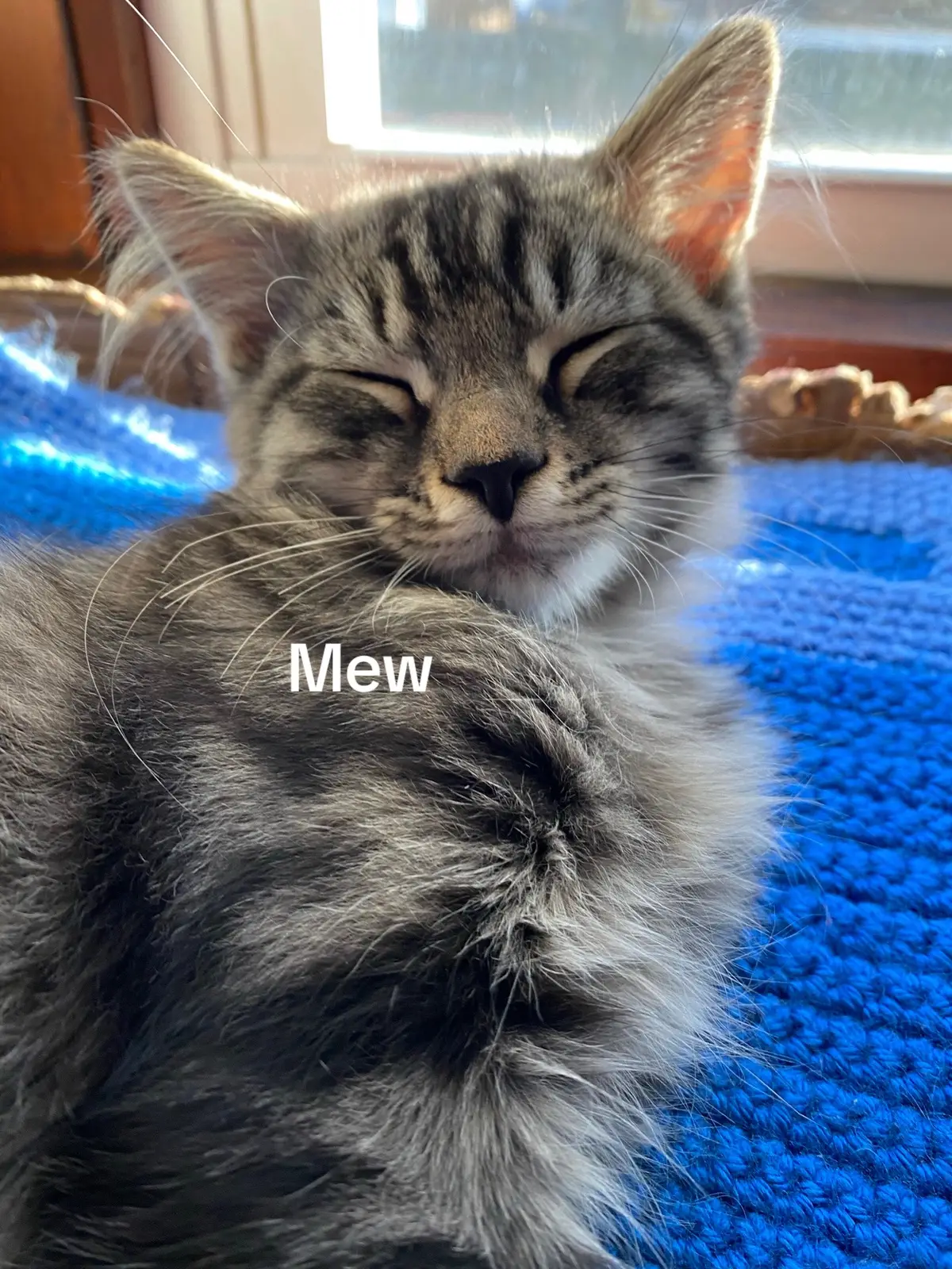 #catsoftiktok #moreglitter 