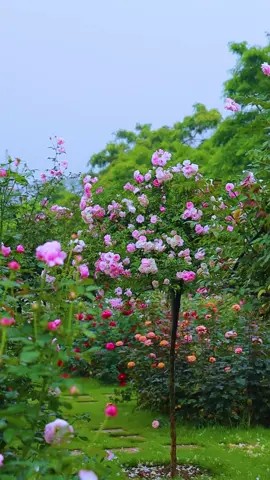 Chỉ rộ hoa 10 ngày nữa thôi quý zị #HelloVietnam #hoahongmelinh #xuhuong #tet2024 