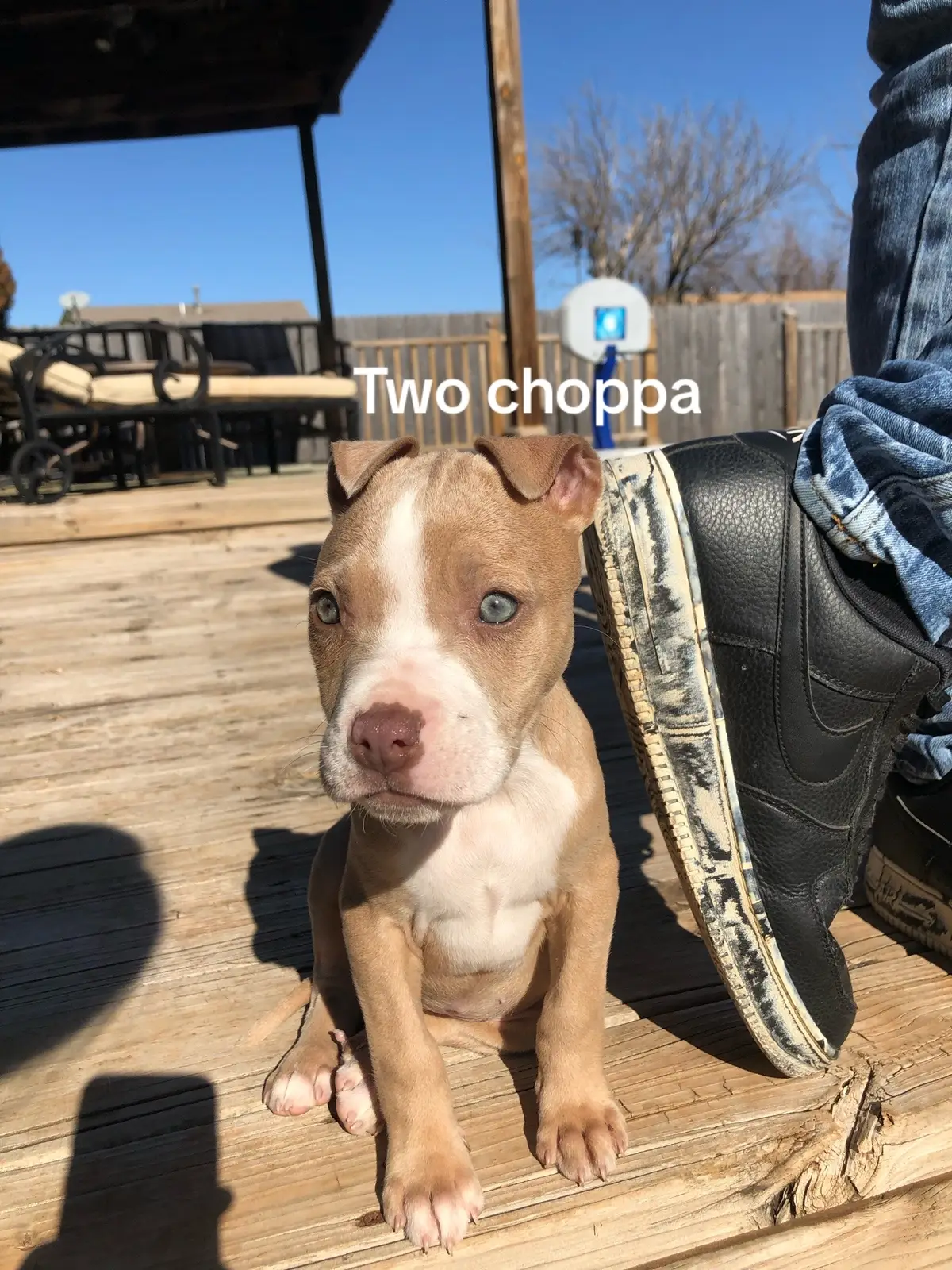 🥰🥰 #pitbull #pitbullsoftiktok #pitbulllove #fyp #foryou #fypシ #parati #apt 