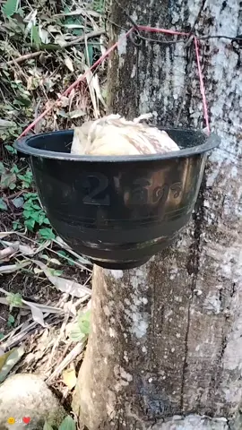 จอกยางขนาด 2 ลิตร หนาใหญ่มาก เหมาะสำหรับทำขี้ยาง ยางก้อนถ้วย  #พิกัดตะกร้าเหลืองเลยจ้า