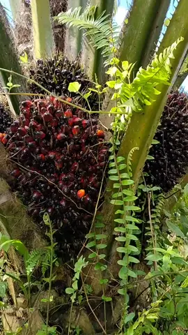 #episode220#di pegang lansung hidup#jgnsalahpaham#petanisawit #sawitindonesia #dodossawit#berandatiktok #tiktokhiburan #tetapsemangat #storywa 