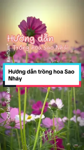 Hướng dẫn trồng hoa sao nháy. #chuvietkontum #abyonviet #bazanafarm #chuVietKonTum 