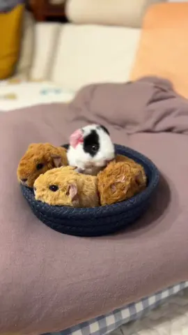 Super cute little squeaky fur ball, do you like it?🥰🥰🥰💕🎉😂#guineapigs #pet #pettraining #funny #cutepet #petlover #fyp 