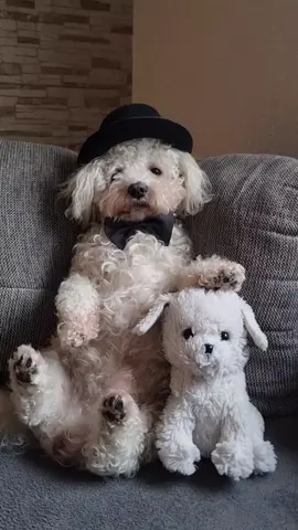 ⚠️Attenzione in questo profilo c'e troppa bellezza! Rischio svenimento😄🥰#canebellissimo#dogscute #newtrend  #ringodance_Official #perte 