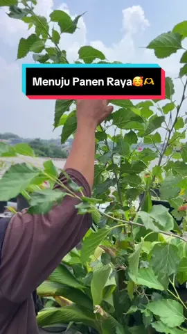 Menuju 2024 Panen Raya🥰🫶 aamiin! #gardeningwither #berkebun #gardenlife #fypシ #fyp #fakesituation⚠️ #panen 