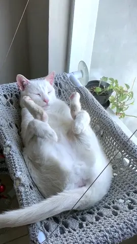 How weird is the cat’s sleeping posture? #cat #funny 