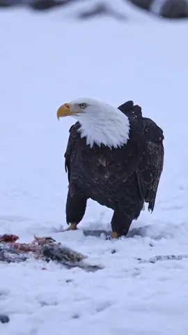 The cowboy walk  #baldeagle #eagle #alaska #wildlife 