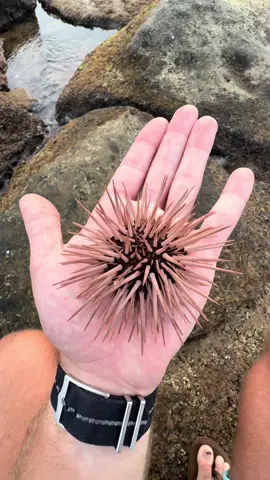 Would you let a sea urchin walk across your hand? #fyp #seaurchin #pacificocean #disneychannel #hawaii #nature 