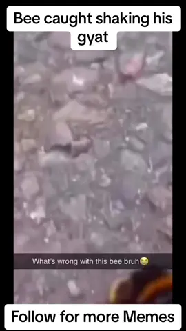 Bee caught shaking his gyat #fyp #fy #fypシ #funny #bee #shaking #gyat 