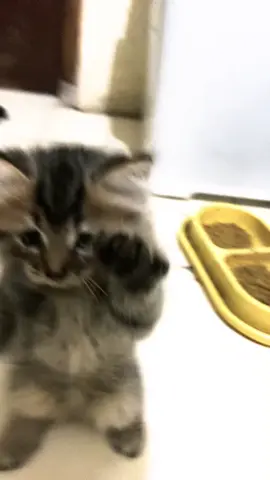 Cipicipicapacap #cipicipi #trending #fyp #cat 