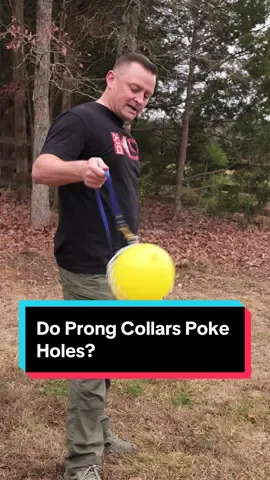 Do Prong Collars Poke Holes in Your Dog’s Neck? Check out American Standard K9 and DIYK9 for the best online and in-person dog training. #dog #dogs #puppy #balancedtraining #prongcollar #prongcollartraining #doglover #fyp 