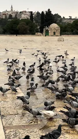 #الاقصى #قبة_الصخرة_المشرفة #فلسطين #القدس #اللهم_صل_وسلم_على_نبينا_محمد #ولا_تقنطوا_من_رحمة_الله #صلوات_الله_عليك_يا_حبيبي_يا_رسول_الله 