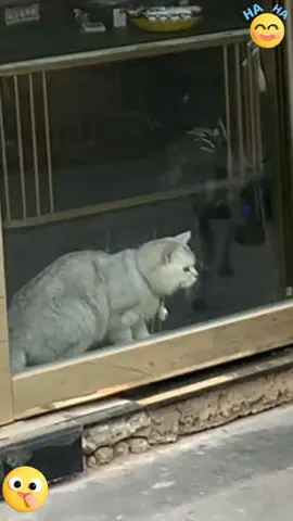 funny part 79 #usa #fyp #pet #cat #dog #cuteanimals #funnyvideos ##funny #animals 