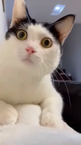 Chats droles et mignons , Cute and Funny cat ❤️ #Cat #Chat #funny #drole #humour #cute #Catcut #Love