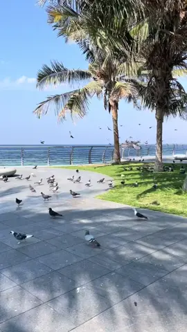 لا تطري الفرقى على المحزون.. ما اداني الفرقى وطاريهــــــا. ياذا الحمام اللي سجع بــ اللحون...وش بك على عيني تبكيهـا؟!#2024president #محمد_عبده_فنان_العرب #محمد_عبده_تصميم #الشتاء🎻🎼 #جده_الان🇸🇦 #ابو_نوره_محمد_عبده #السعوديه🇸🇦🇸🇦🇸🇦🇸🇦 #طرب #explore #جده_الكورنيش_الواجهه_البحريه 