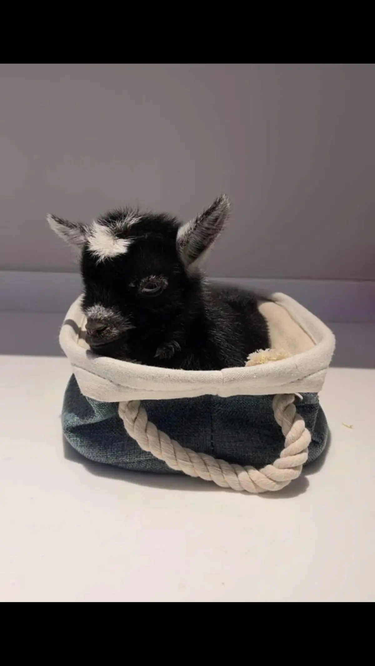 #ضحك_وناسة #الرياض #ماعز_قزم #الشعب_الصيني_ماله_حل😂😂 #explore #اكسبلوررررر #pygmygoats #حيوانات_اليفه 