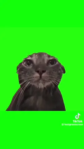 wet cat green screen meme