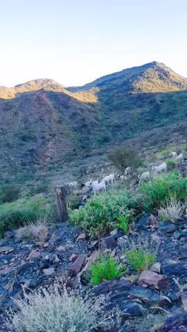 #رعي #الغنم🐏🐑 