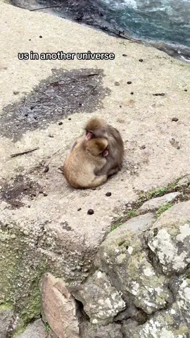 love doesn’t get any sweeter than monkey snuggles by a waterfall🥹 #relationshipgoals #relatable #Relationship #fyp #foryou 