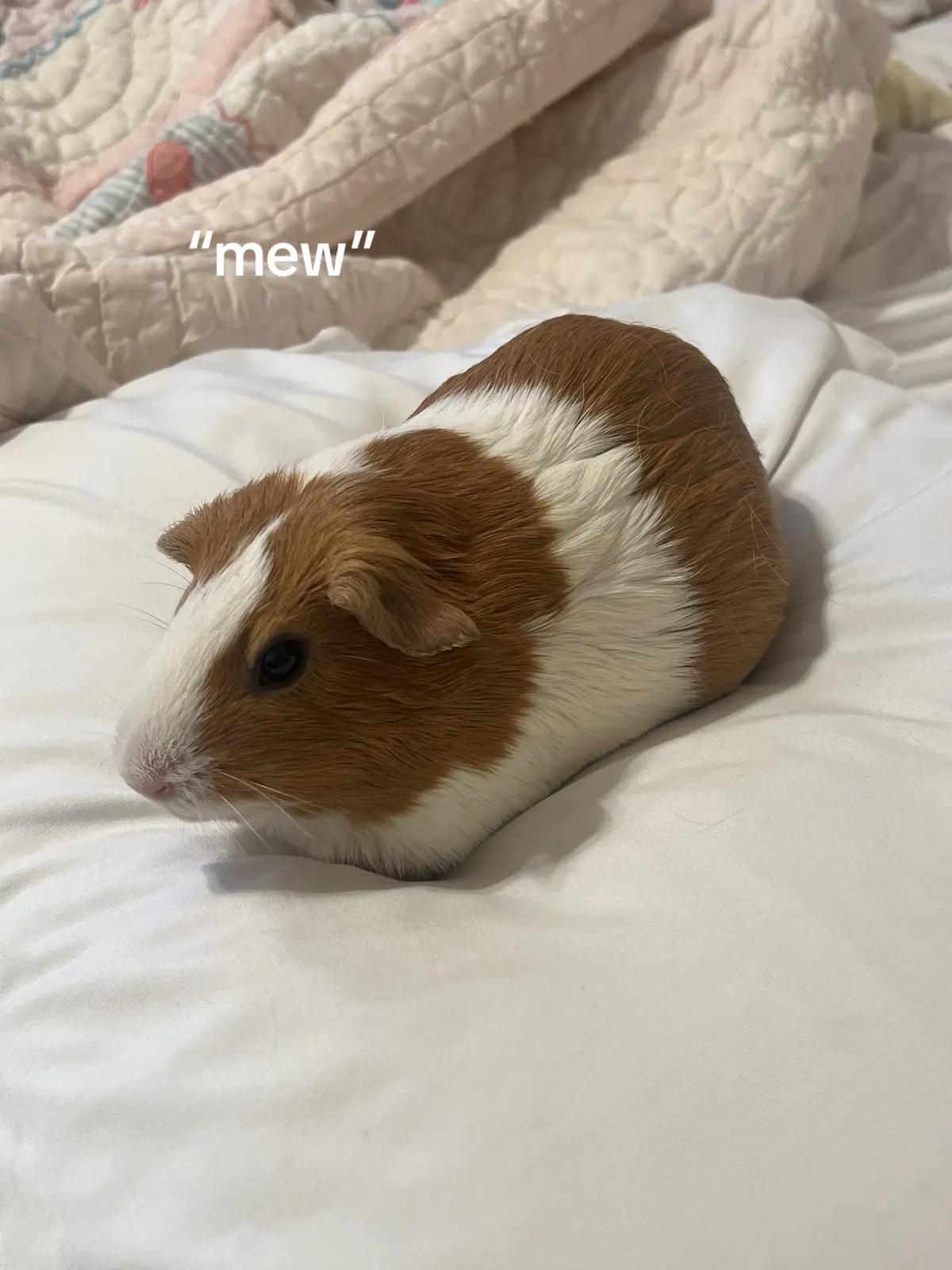 😭  #guineapig #guineapigsofinstagram #guineapigs #guineapiglove #guineapiglife #cavy #pets #cute #meerschweinchen #guineapiglover #petsofinstagram #guineapigsofig #guineapiggies #pet #guineapiggy #cavylove #animals #ig #cavies #cavia #guineapiglovers #Love #guineapigsofinsta #guineapigsof #piggies #guineapigoftheday #cuteanimals #caviesofinstagram #cavysofinstagram