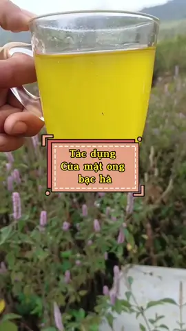 Mật ong hoa Bạc Hà xứ Hà Giang. #liengaitaynguyen #matongbachahagiang #matongnguyenchat #matongbacha #matongtunhien🍯🍯🐝🐝🐝 