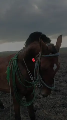 #CapCut #caballos #parati #tiktok #viral #santasofia 