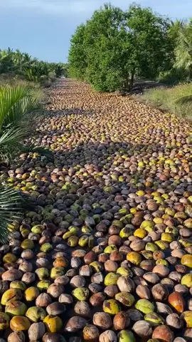 #panenkelapa #petaniindonesia🇮🇩🇮🇩🇮🇩🌿🌿 #petanimudasukses #petanihits #kelapaviral 