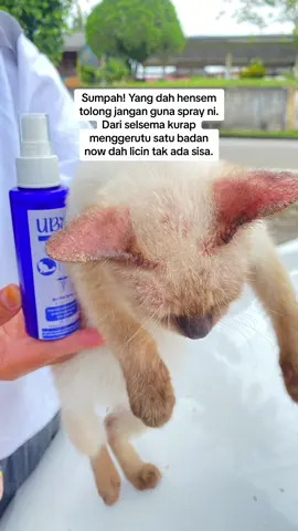 Bahaya betul air spray ni weh. #ubax #cathero #pencintakucing #petshop #ubatkutukucing 
