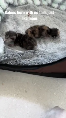 Mom has a genetic defect and has a stubby tail. She has given birth to 2 babies with no tail at all. This isn’t ideal as it can result is serious and life threatening isses for the babies. Please sterilise your cats #catsoftiktok #rescuecatsoftiktok #kittens #fostercat #cats #kittensoftiktok #newborn #deformity #notail #notailcat #notailnoproblems 