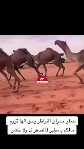 ابن غريبان 🔥✔️ #مطير #صفر_مطير #مغربلات_الصفر