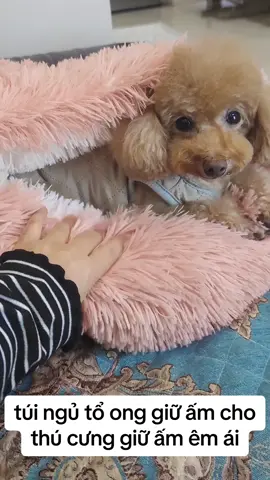 đông lạnh rồi ba mẹ mua cho bé túi ngủ tránh cảm lạnh thôi nào #cute #pets #bunquystoc #dog #poodle #thucung #pet 