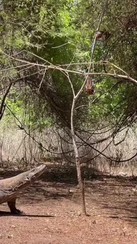 try jumping to catch live bats alive#komodo  #komododragon  #animals  #wildlife  #wildanimals  #fypシ