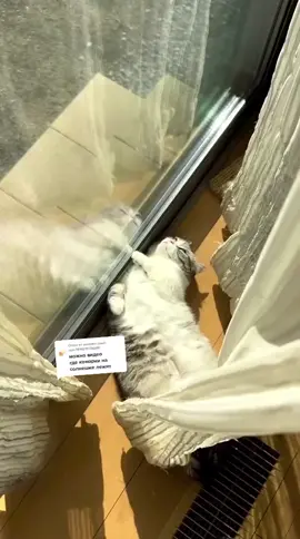 Ответ пользователю @user7819270736681 #комару#видеоответ Пожалуйста 